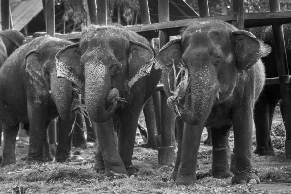 Junge Elefanten Fressen Gras Zoo — Stockfoto