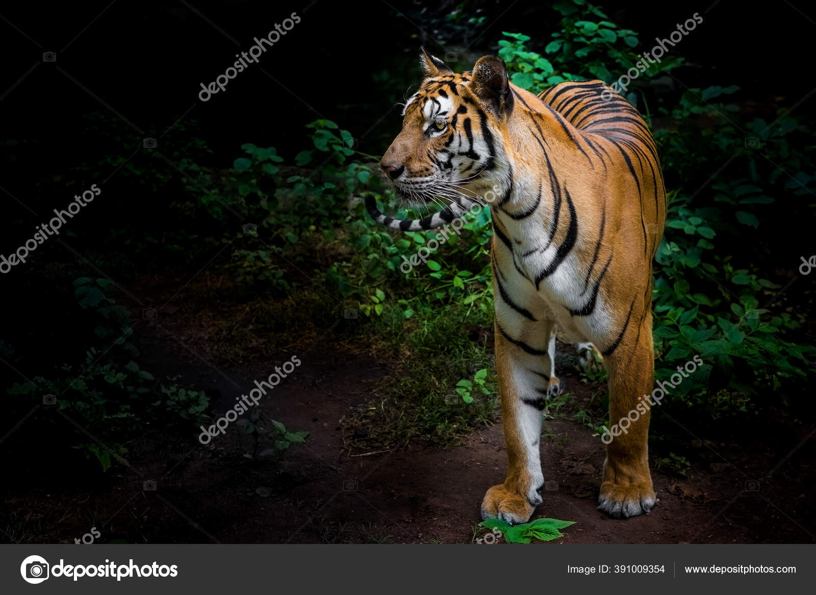 Seekor Harimau Hutan Pada Latar Belakang Hitam Menunjukkan Kebun Binatang Stok Foto C Themorningstudio Gmail Com 391009354