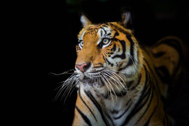 Kara arka planda bir ormanda kaplan hayvanat bahçesinde.