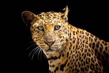 Leopar siyah arka planda çok güzel görünüyor..