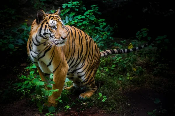 Tigre Bosque Sobre Fondo Negro Muestra Zoológico —  Fotos de Stock