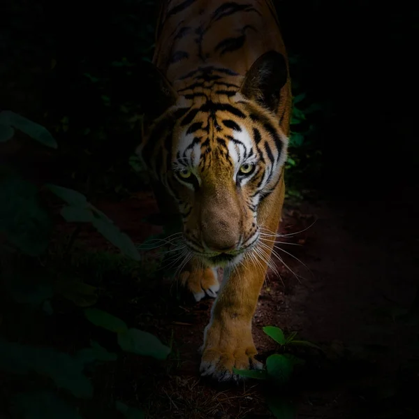 Tigre Bosque Sobre Fondo Negro Muestra Zoológico —  Fotos de Stock