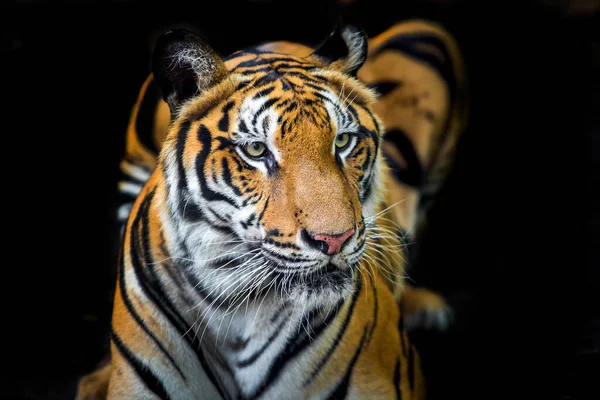 Tygr Lese Černém Pozadí Ukazuje Zoo — Stock fotografie