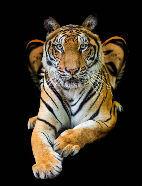 Tigre Dans Une Forêt Sur Fond Noir Montre Dans Zoo — Photo