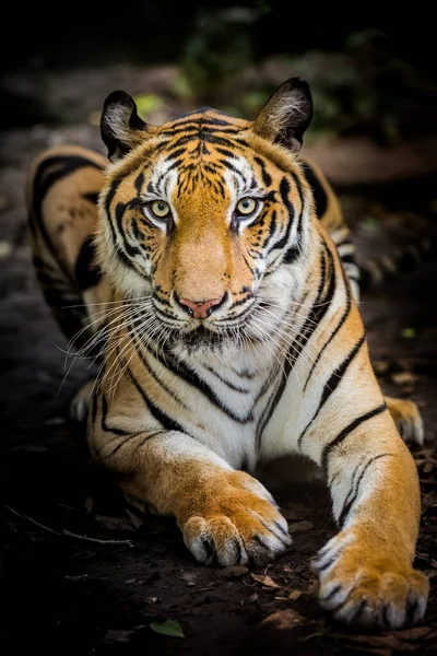 Tigre Dans Une Forêt Sur Fond Noir Montre Dans Zoo — Photo