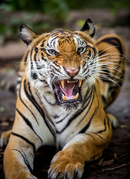 Harimau Mengaum Dan Melihat Taring Bersiap Untuk Melawan Atau Membela — Stok Foto