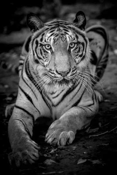 Tiger Skog Med Svart Bakgrund Visar Djurparken — Stockfoto