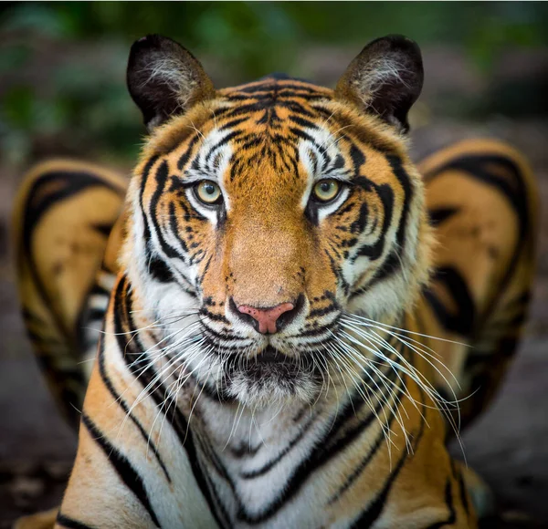 Tigre Dans Une Forêt Sur Fond Noir Montre Dans Zoo — Photo