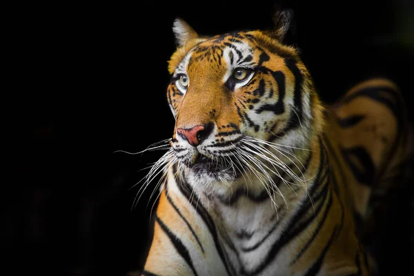Tiger Skog Med Svart Bakgrund Visar Djurparken — Stockfoto