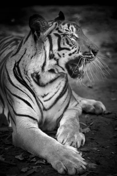 Una Tigre Una Foresta Uno Sfondo Nero Mostra Allo Zoo — Foto Stock