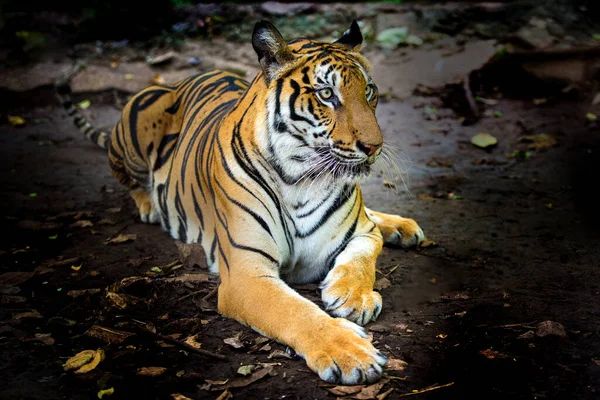 Tygr Lese Černém Pozadí Ukazuje Zoo — Stock fotografie