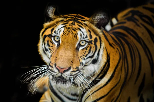 Tygr Lese Černém Pozadí Ukazuje Zoo — Stock fotografie