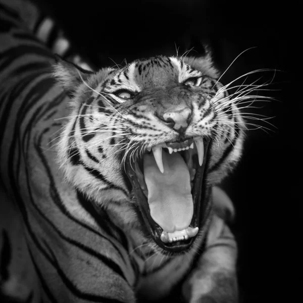 The tiger roars and sees fangs preparing to fight or defend.