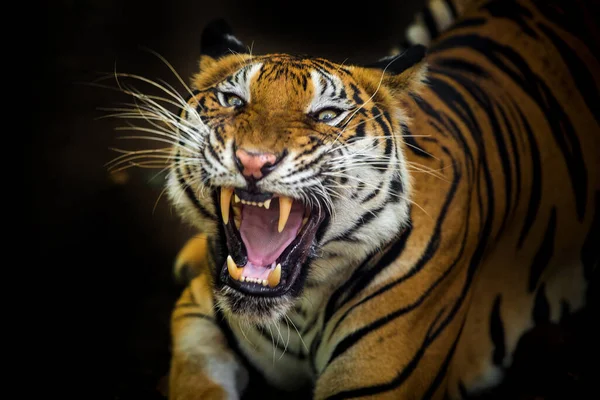 Der Tiger Brüllt Und Sieht Reißzähne Die Sich Auf Kampf — Stockfoto
