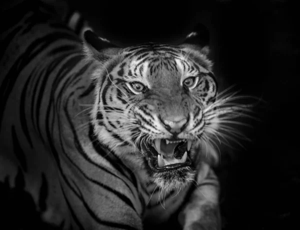 Harimau Mengaum Dan Melihat Taring Bersiap Untuk Melawan Atau Membela — Stok Foto