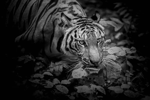 Tigre Bosque Sobre Fondo Negro Muestra Zoológico — Foto de Stock