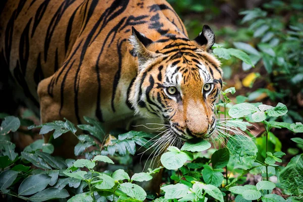 Een Tijger Een Bos Een Zwarte Achtergrond Toont Dierentuin — Stockfoto