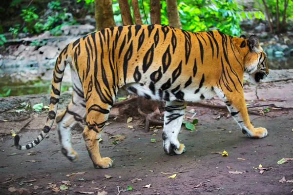 Tygrys Lesie Czarnym Tle Pokazuje Zoo — Zdjęcie stockowe