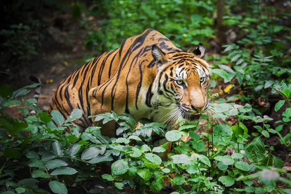 Una Tigre Una Foresta Uno Sfondo Nero Mostra Allo Zoo — Foto Stock