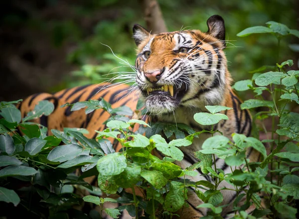 The tiger roars and sees fangs preparing to fight or defend.