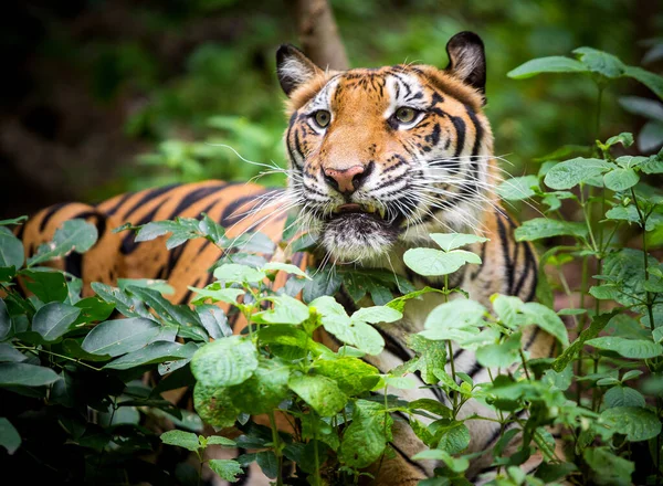 Tigre Bosque Sobre Fondo Negro Muestra Zoológico — Foto de Stock