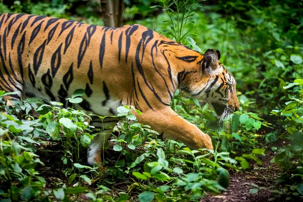 Tigre Uma Floresta Fundo Preto Mostra Zoológico — Fotografia de Stock