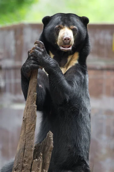 Μαύρες Αρκούδες Σκαρφαλωμένες Δέντρα Στο Ζωολογικό Κήπο — Φωτογραφία Αρχείου