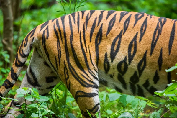 Een Tijger Een Bos Een Zwarte Achtergrond Toont Dierentuin — Stockfoto