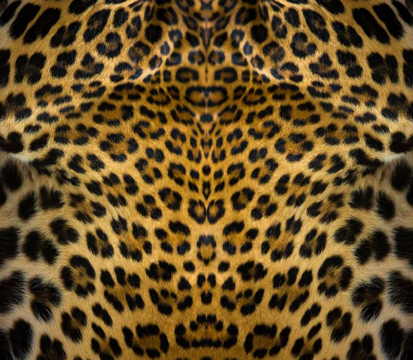 Close-up of leopard skin on the background