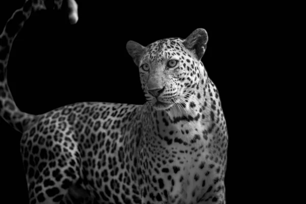 Leopardo Sembra Bello Uno Sfondo Nero — Foto Stock