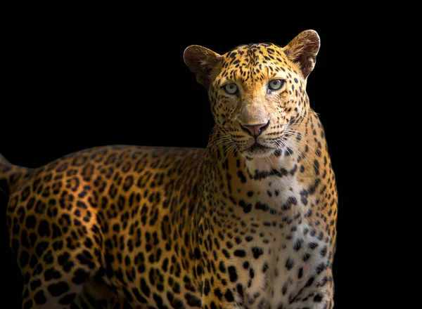 Leopard Vypadá Krásně Černém Pozadí — Stock fotografie