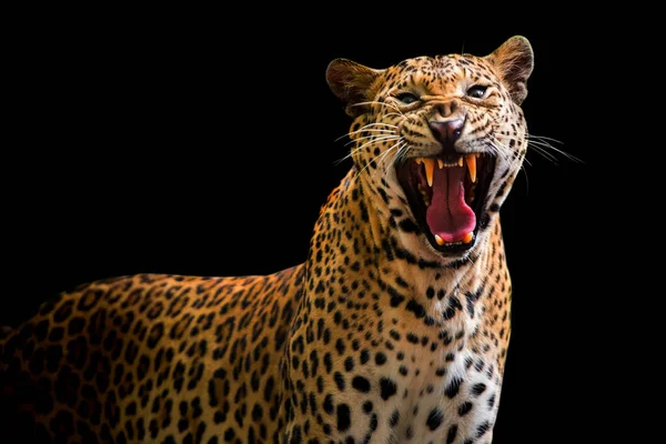 Leopardo Ruggente Sembra Feroce Uno Sfondo Nero — Foto Stock