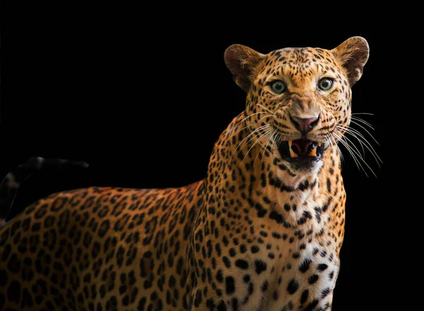 Leopardo Rugiente Feroz Sobre Fondo Negro — Foto de Stock