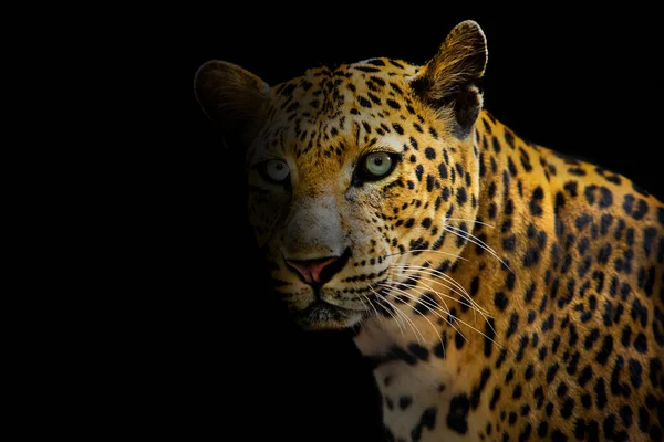 Leopardo Parece Bonito Fundo Preto — Fotografia de Stock