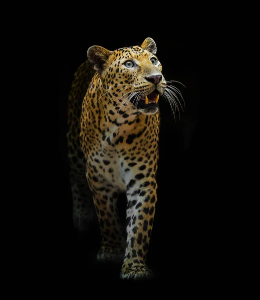 Leoparden Ser Vacker Svart Bakgrund — Stockfoto