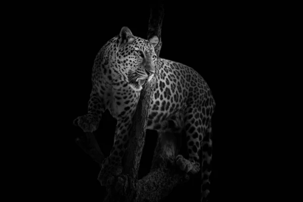 Leopardo Sembra Bello Uno Sfondo Nero — Foto Stock