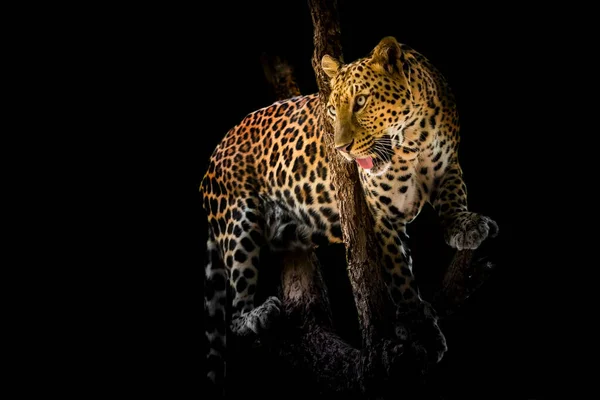 Leopardo Sembra Bello Uno Sfondo Nero — Foto Stock