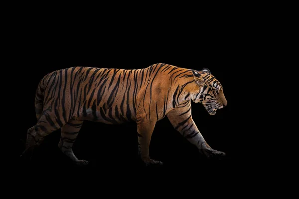 Tigre Dans Une Forêt Sur Fond Noir Montre Dans Zoo — Photo
