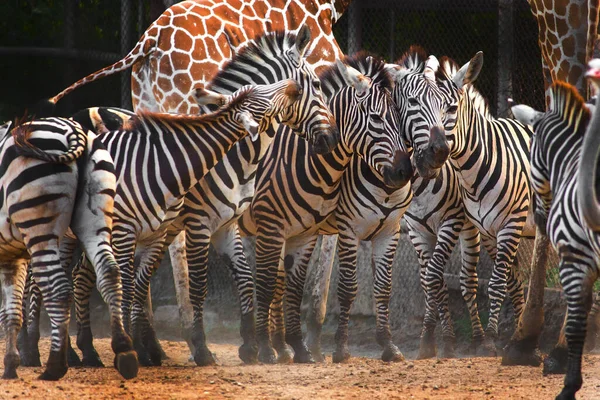Zebra Ist Eine Herde Schöner Tiere — Stockfoto