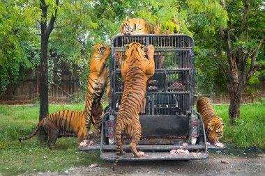 Hayvanat bahçesinde aç Bengal kaplanı beslenme şovu