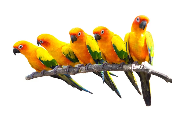 Five Sun Conure Parrots Perched White Background — Stock Photo, Image