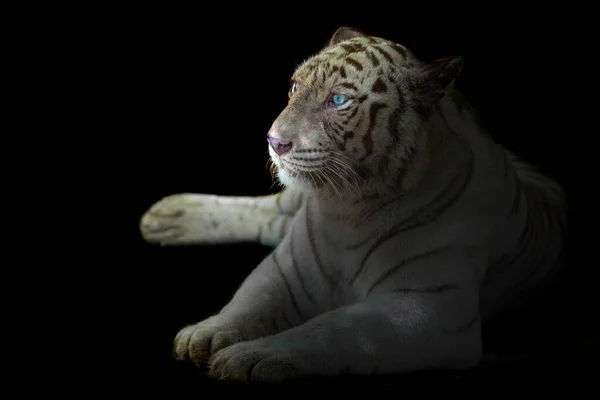 Белый Бенгальский Взгляд Тигра Черном Фоне — стоковое фото