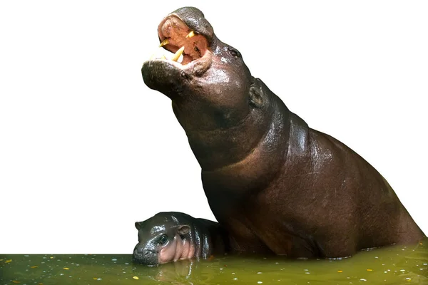 Mère Avec Bébé Espèce Naine Hippopotame Sur Fond Blanc — Photo