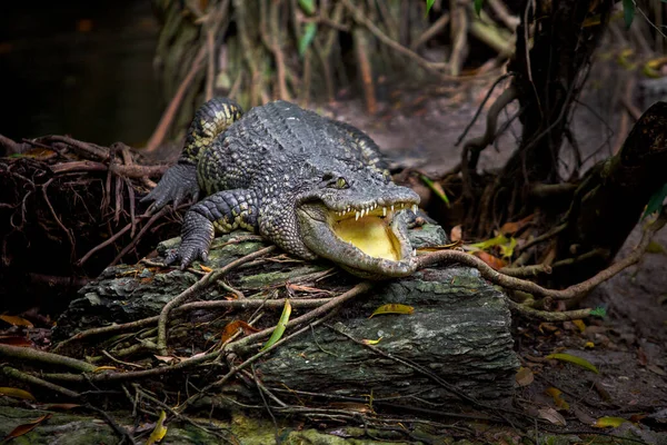 Crocodilo Descansando Sob Uma Árvore Zoológico — Fotografia de Stock