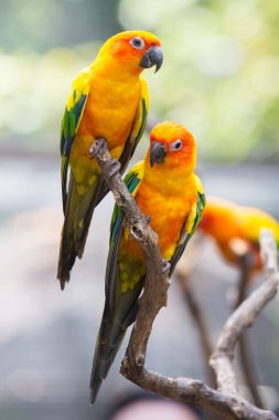Ağaç dalındaki güneş papağanı yemek yiyor.