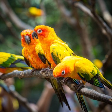 Ağaç dalındaki güneş papağanı yemek yiyor.