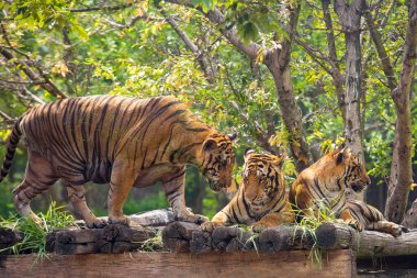 Bengal kaplanı hayvanat bahçesinde yeşil doğa ağacı arka planında