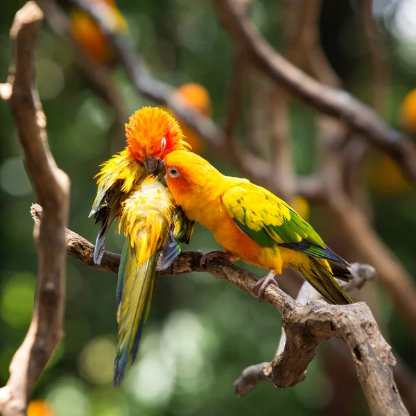 Ağaç Dalındaki Güneş Papağanı Yemek Yiyor — Stok fotoğraf