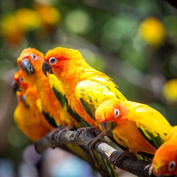 Słońce Conure Papuga Gałęzi Drzewa Zjada Jedzenie — Zdjęcie stockowe