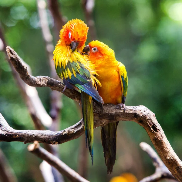 Sol Conure Loro Rama Del Árbol Come Comida —  Fotos de Stock